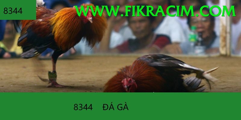 Đá Gà Trực Tiếp - Ưu đãi đặc biệt